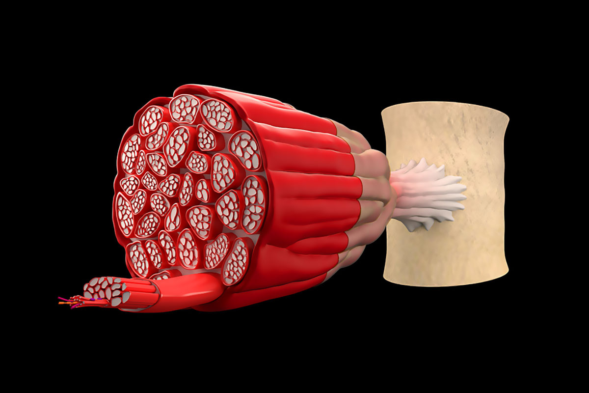 Muscle hypertrophy